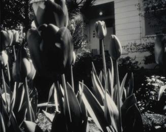 Tulips (Pinhole Photographs)
