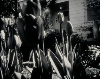 Tulips (Pinhole Photographs)