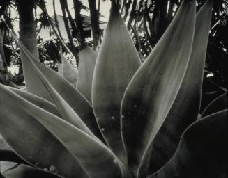 Succulent (Pinhole Photographs)
