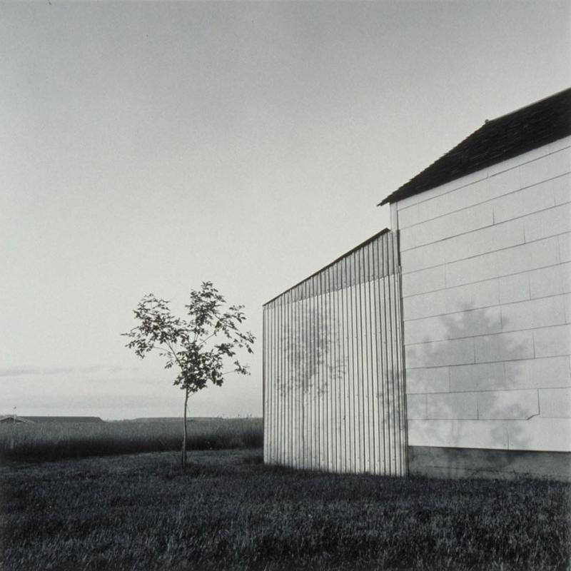 Natural Monuments; Glendive Tree