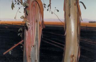 Eucalyptus Trees