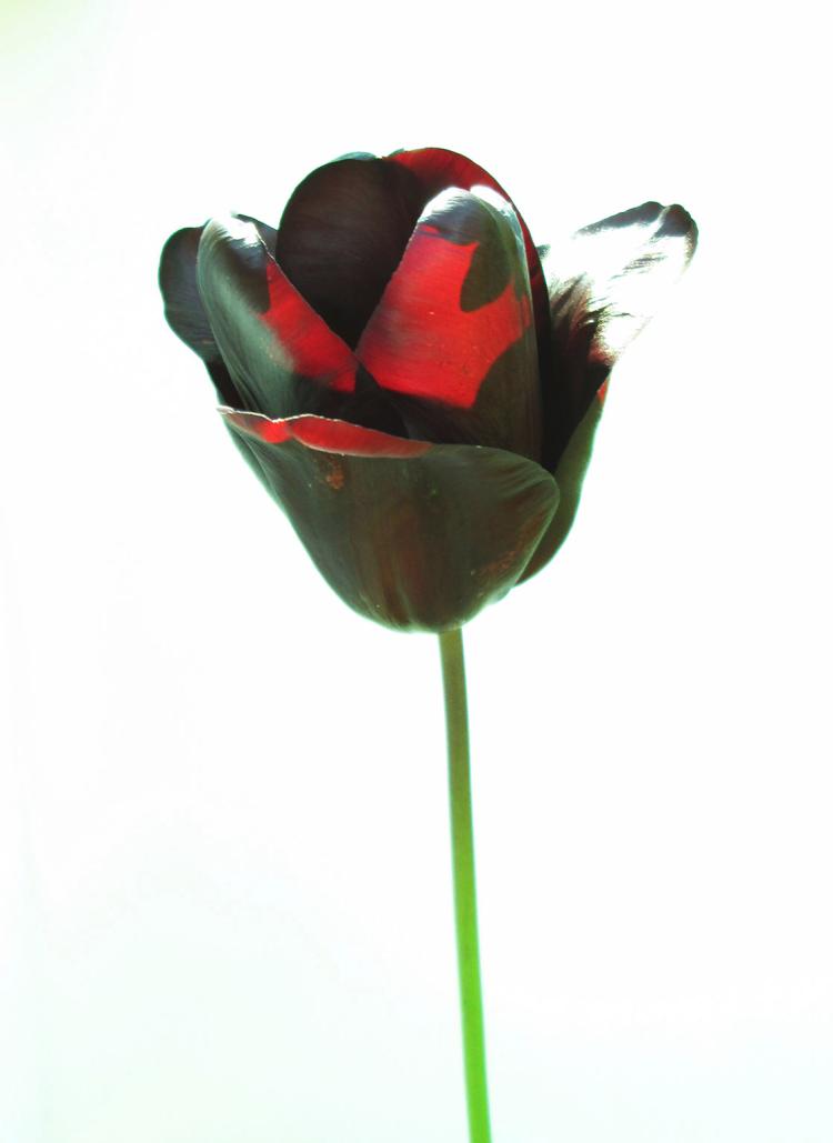 Black Tulip