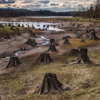 Stumps II, Alder Lake Park,  Nisqually River, Washington