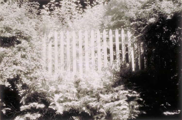 Untitled (Wood Fence In Brush)