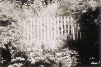 Untitled (Wood Fence In Brush)