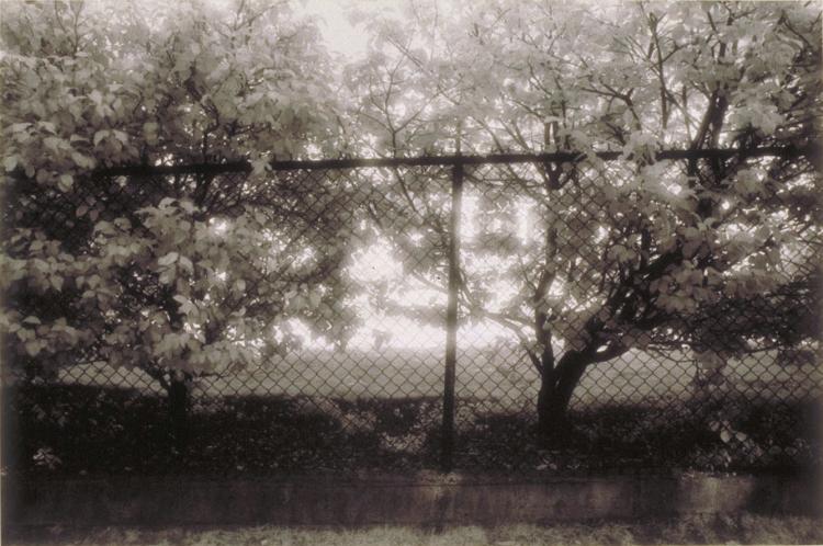 Untitled (Cyclone Fence)