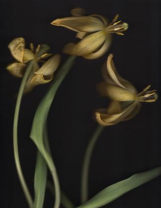Nature Museum; Yellow Tulips