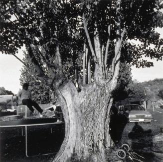 Natural Monuments; Yakima Tree