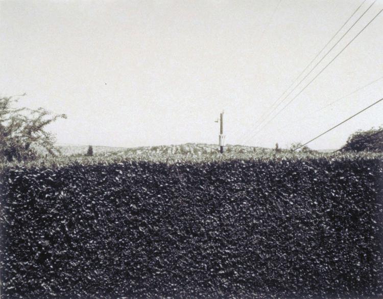 Untitled (Hedge)