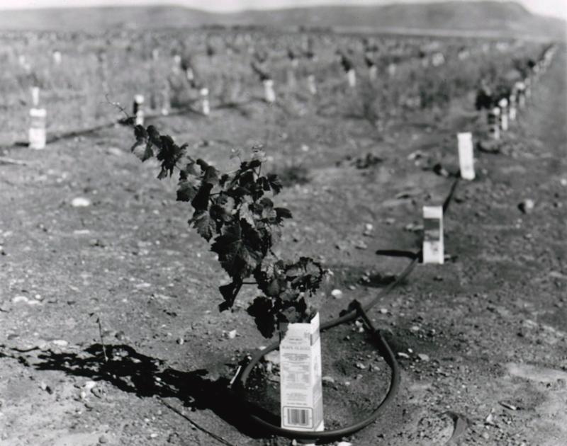 Zinfandel Under Drip Irrigation, July